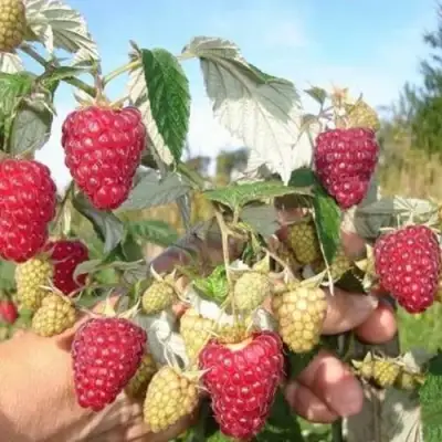 Малина ЖАР-ПТИЦА в Рогачеве