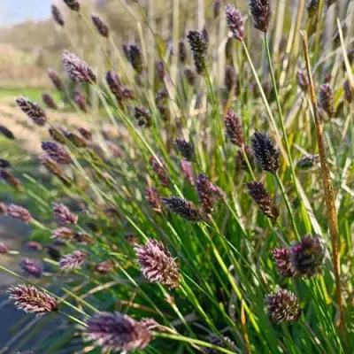 Сейслерия ХЕФЛЕРА в Рогачеве