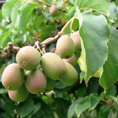 Актинидия ЛЮСИ аргута  в Рогачеве