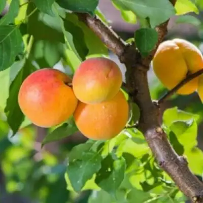 Абрикос РИТАУСМА в Рогачеве