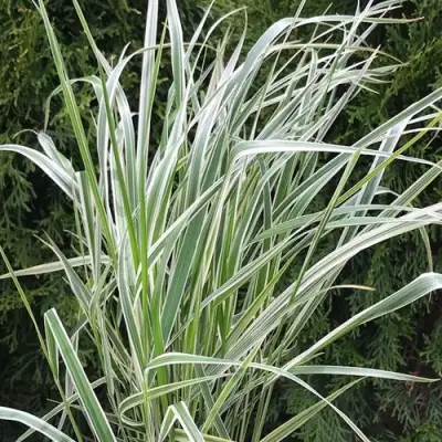 Вейник ОВЕРДАМ остроцветковый в Рогачеве