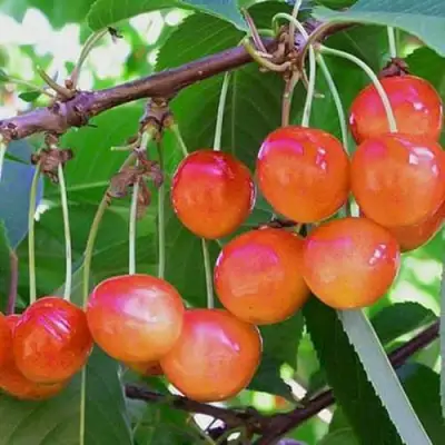 Черешня НАСЛАЖДЕНИЕ в Рогачеве