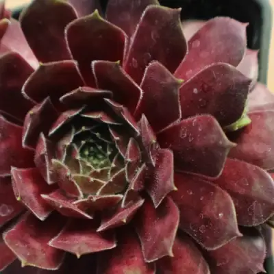 Молодило БЛЭК МОУНТЭЙН в Рогачеве