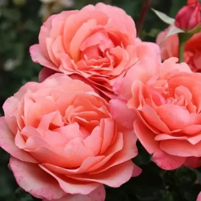 Роза КОРАЛ ЛИОНС РОУЗ флорибунда в Рогачеве