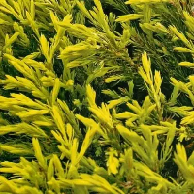 Можжевельник ЛАЙМ ГЛОУ горизонтальный  в Рогачеве