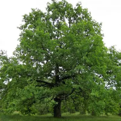 Дуб черешчатый в Рогачеве