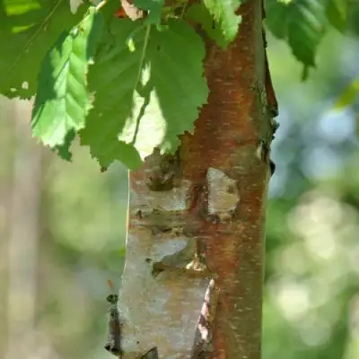Береза бумажная в Рогачеве