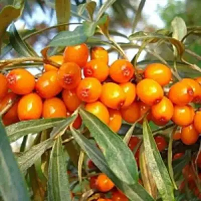 Облепиха БОТАНИЧЕСКАЯ в Рогачеве