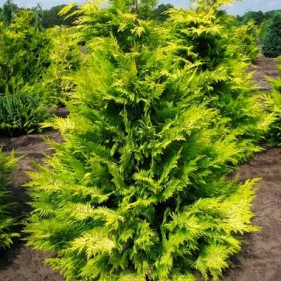 Кипарисовик ГОЛДЕН ВОНДЕР лавсона в Рогачеве