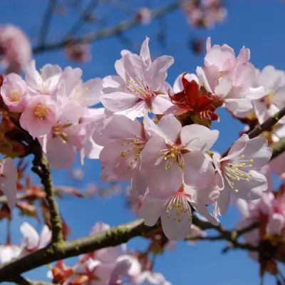 Вишня РАНЧО САРЖЕНТА в Рогачеве
