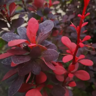 Барбарис РЕД ПИЛЛАР тунберга в Рогачеве