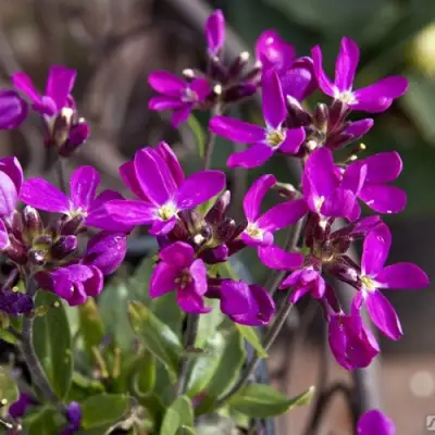 Арабис РОУЗ делайт в Рогачеве