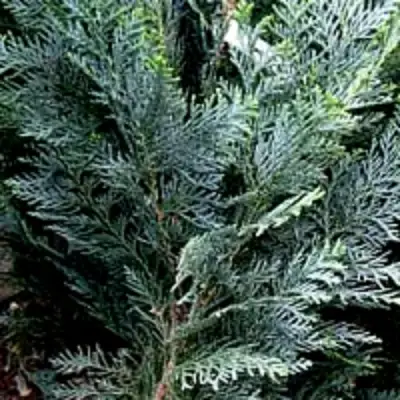 Кипарисовик ДАРТС БЛЮ РИББОН лавсона в Рогачеве