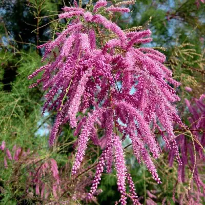 Тамарикс ПИНК КАСКАД в Рогачеве