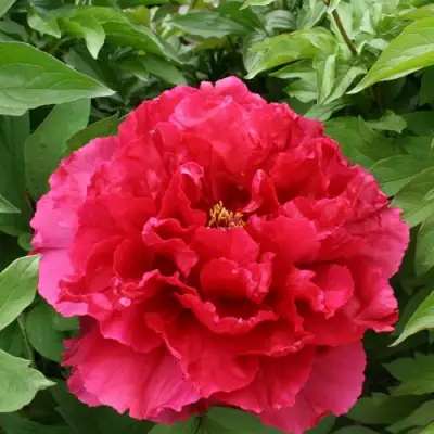 Пион АРОМАТНОЕ ВОСПОМИНАНИЕ древовидный в Рогачеве