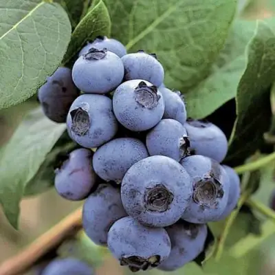 Голубика ПАТРИОТ в Рогачеве