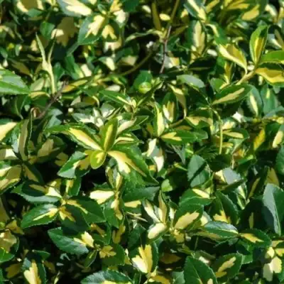 Бересклет САНСПОТ форчуна в Рогачеве