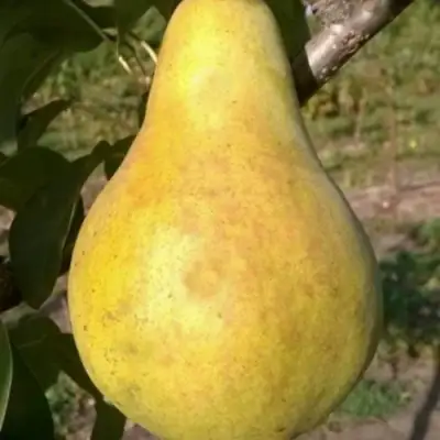Груша КОНКОРД в Рогачеве