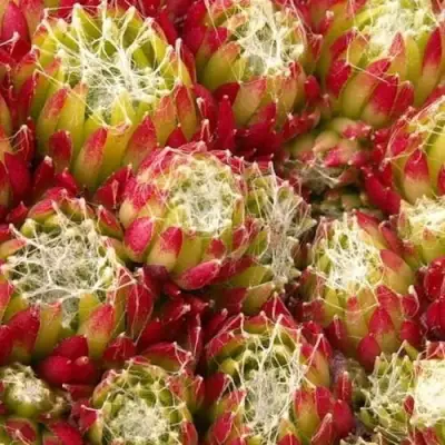 Молодило ХУКЕРА в Рогачеве