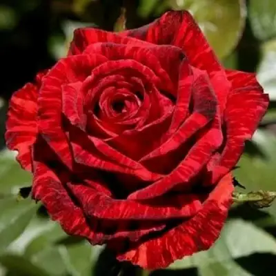 Роза РЕД ИНТУИШН чайно-гибридная в Рогачеве