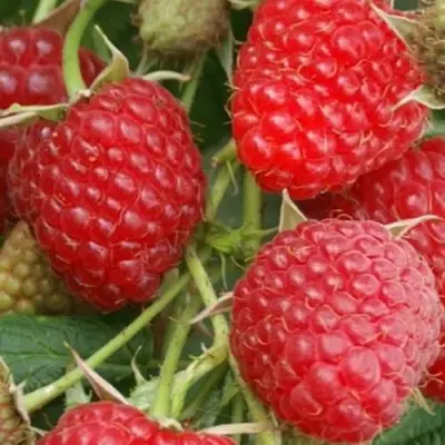 Малина КОЛОКОЛЬЧИК в Рогачеве