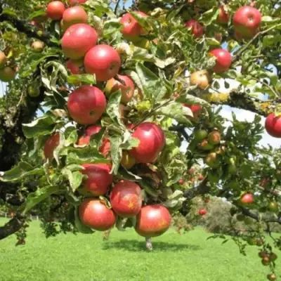 Яблоня ОРЛИК в Рогачеве
