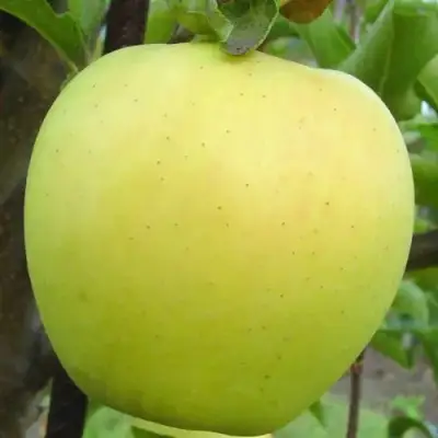 Яблоня ГОЛДЕН ДЕЛИШЕС в Рогачеве