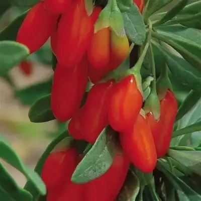 Годжи ВЯЧЕСЛАВ в Рогачеве