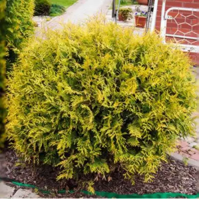 Туя КОЛЛЕРС ГОЛД складчатая в Рогачеве