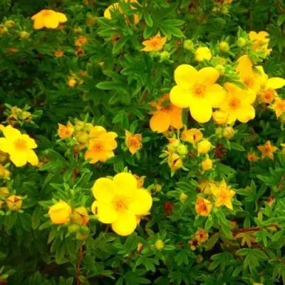 Лапчатка ГОЛДФИНГЕР кустарниковая в Рогачеве