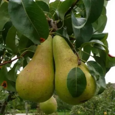 Груша КОНКОРД в Рогачеве