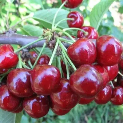 Вишня ДЕСЕРТНАЯ МОРОЗОВОЙ в Рогачеве