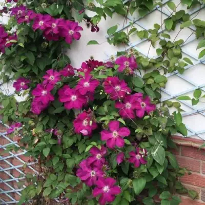 Клематис ЭРНЕСТ МАРКХАМ в Рогачеве