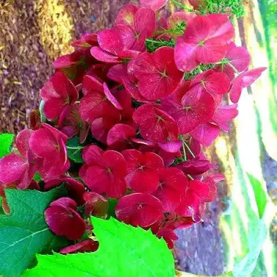 Гортензия АМЕТИСТ дуболистная в Рогачеве