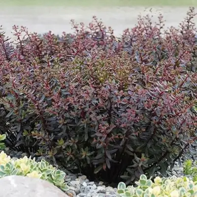 Очиток (седум) САНСПАРКЛЕР ДЖЕЙД ТАФФЕТ в Рогачеве