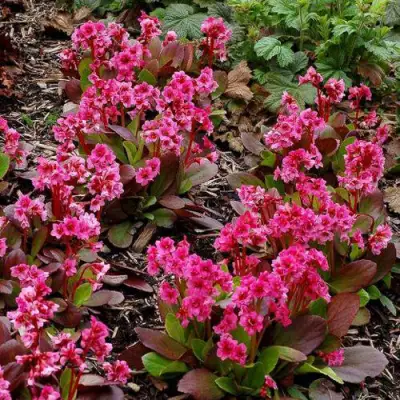 Бадан ФЛИРТ в Рогачеве