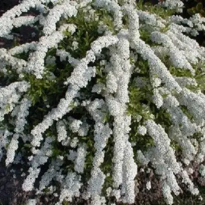 саженцы спиреи аргуты