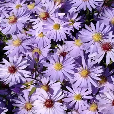 Астра БЛЮ ХЕВЕН сердцелистная в Рогачеве