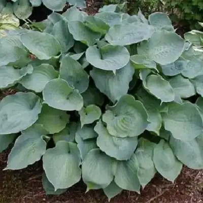 Хоста МУНЛАЙТ СОНАТА гибридная в Рогачеве