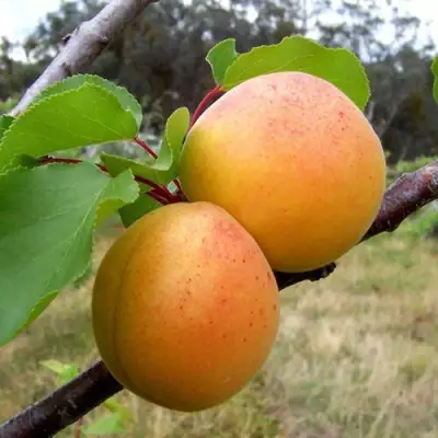 Абрикос ОРЛОВЧАНИН  в Рогачеве