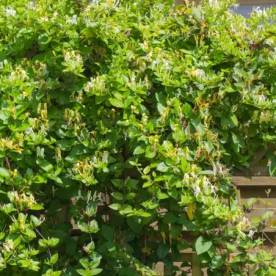 Жимолость ХАЛЛИАНА японская (Хелиана) в Рогачеве