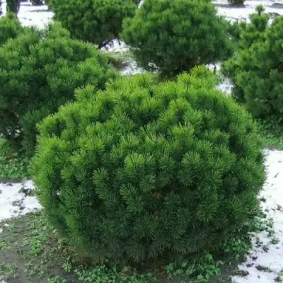 Сосна горная МУГУС в Рогачеве