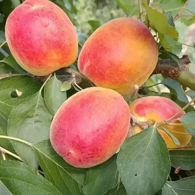 Абрикос ОСОБЕННЫЙ ДЕНИСЮКА в Рогачеве