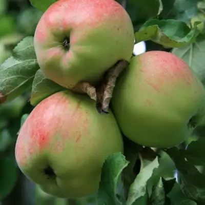 Яблоня УТРО в Рогачеве