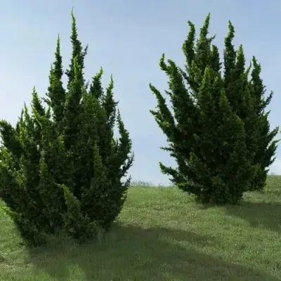 Можжевельник КАЙЗУКА китайский в Рогачеве