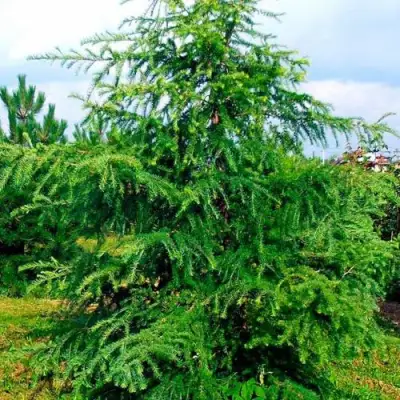 Лиственница европейская в Рогачеве