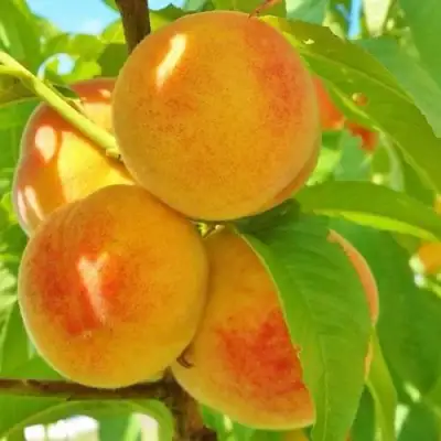 Персик ВЕТЕРАН в Рогачеве