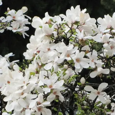 Магнолия КОБУС в Рогачеве