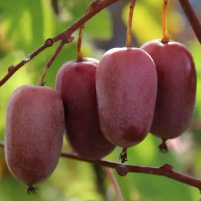 Актинидия ПУРПУРНО САДОВАЯ  аргута в Рогачеве