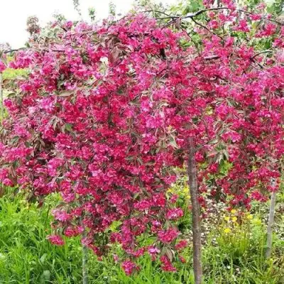 Яблоня КИНГ БЬЮТИ декоративная в Рогачеве